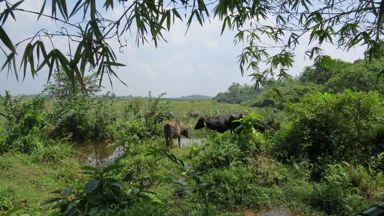 Avalon Village Resort Induruwa Luaran gambar