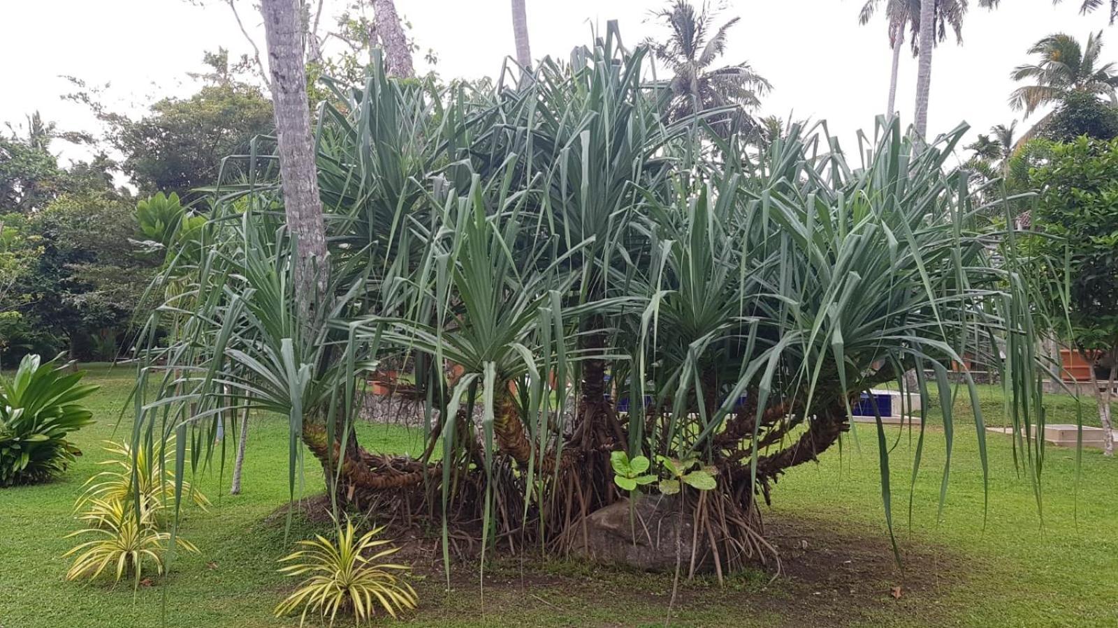 Avalon Village Resort Induruwa Luaran gambar